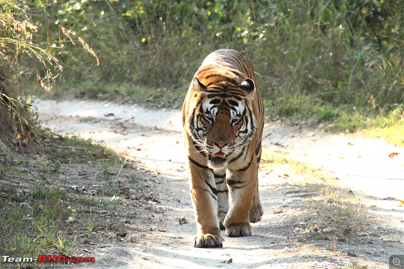 MP, Dec 2009 - the Land of the Tigers-img_3289s.jpg