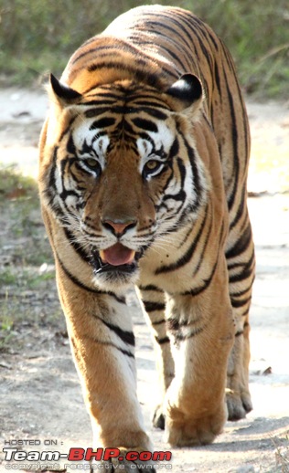 MP, Dec 2009 - the Land of the Tigers-img_3290s.jpg