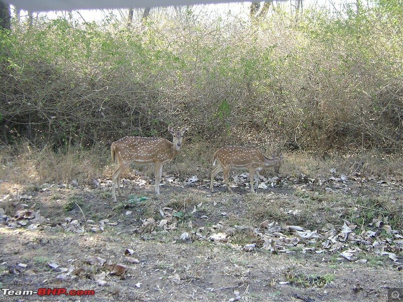 nanoLog - Bangalore-Masinagudi-Ooty & Back with a different agenda...-deer.jpg