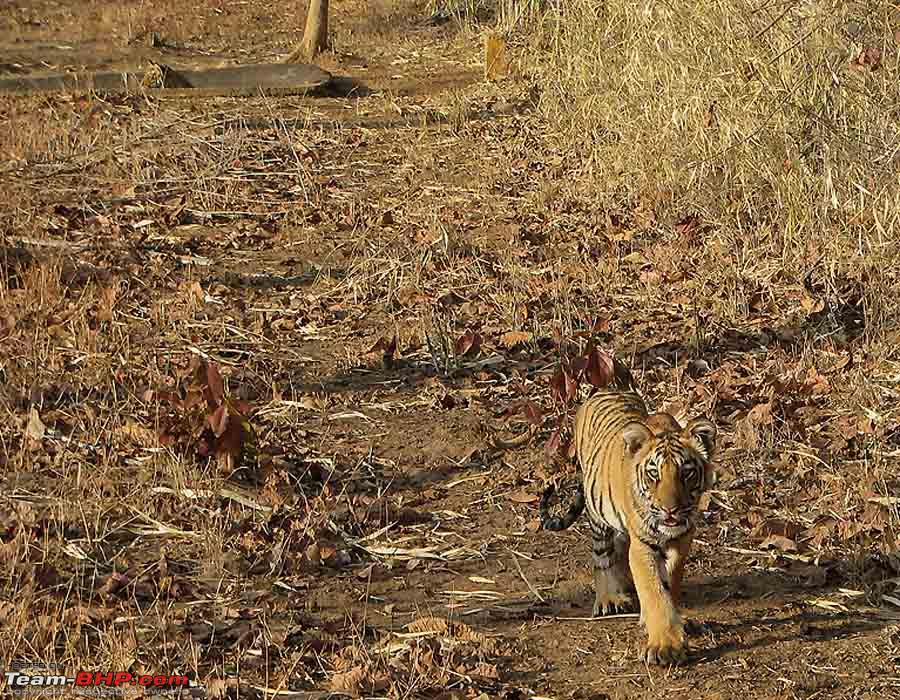 Tadoba Pench Forests Wildlife And 4 Tigers Page 17 Team Bhp