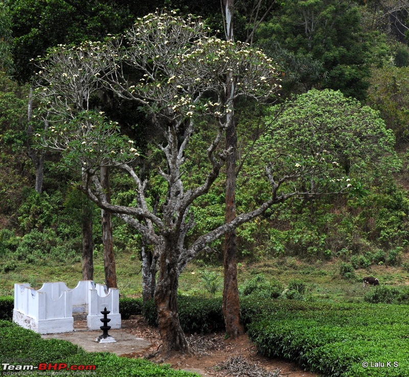 Swifted : Nelliyampathy via Valparai-20100403_0454.jpg