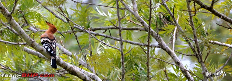 Swifted : Nelliyampathy via Valparai-20100403_0472-copy.jpg