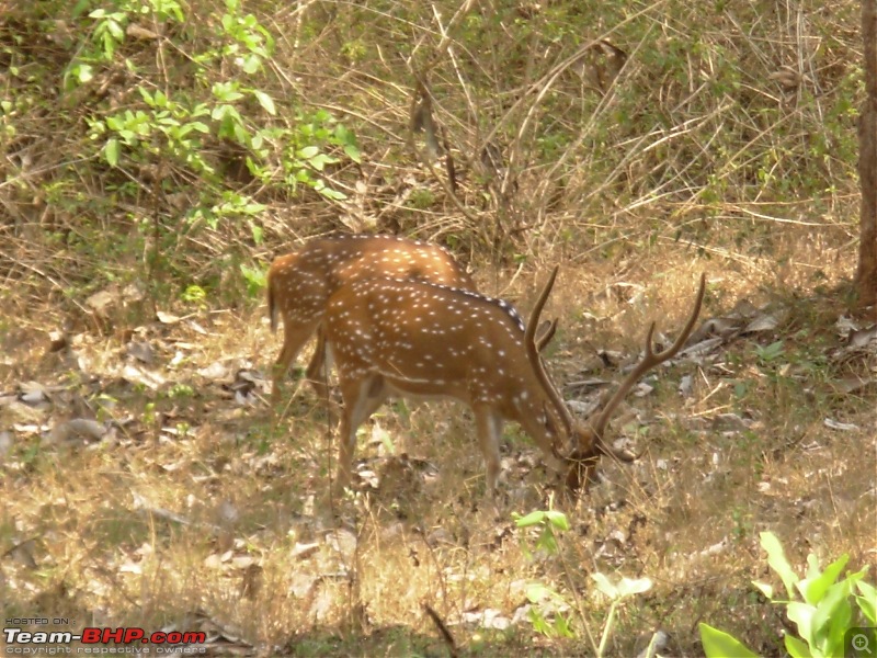 Enchanting Kutta-10.jpg