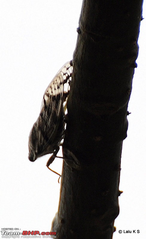 Swifted : Nelliyampathy via Valparai-20100403_0572.jpg