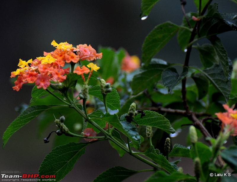 Swifted : Nelliyampathy via Valparai-20100403_0602.jpg