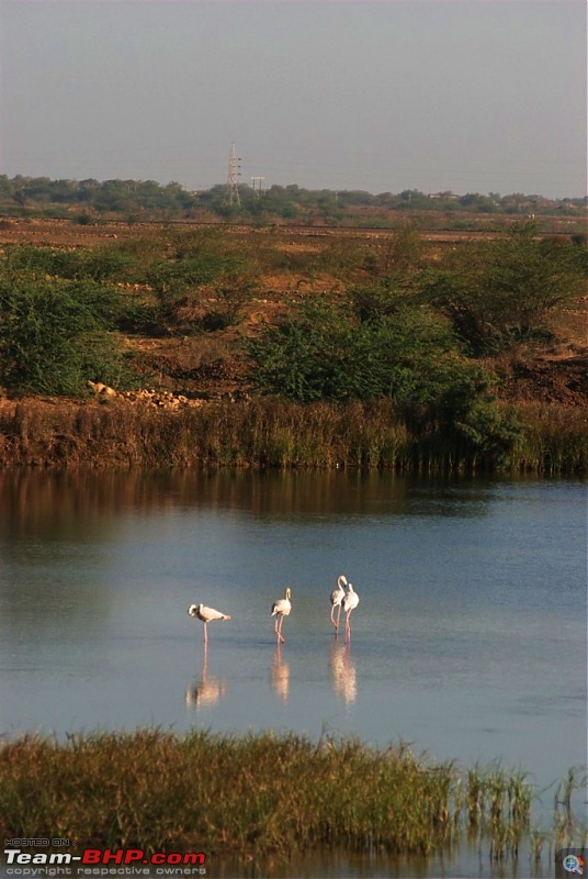 Coastal Gujarat and the Great Rann of Kutch-dsc_1085.jpg