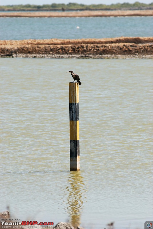 Coastal Gujarat and the Great Rann of Kutch-dsc_1216.jpg