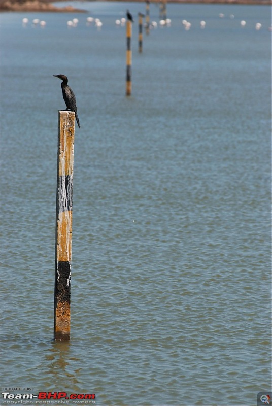 Coastal Gujarat and the Great Rann of Kutch-dsc_1237.jpg