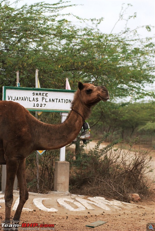 Coastal Gujarat and the Great Rann of Kutch-dsc_1435.jpg