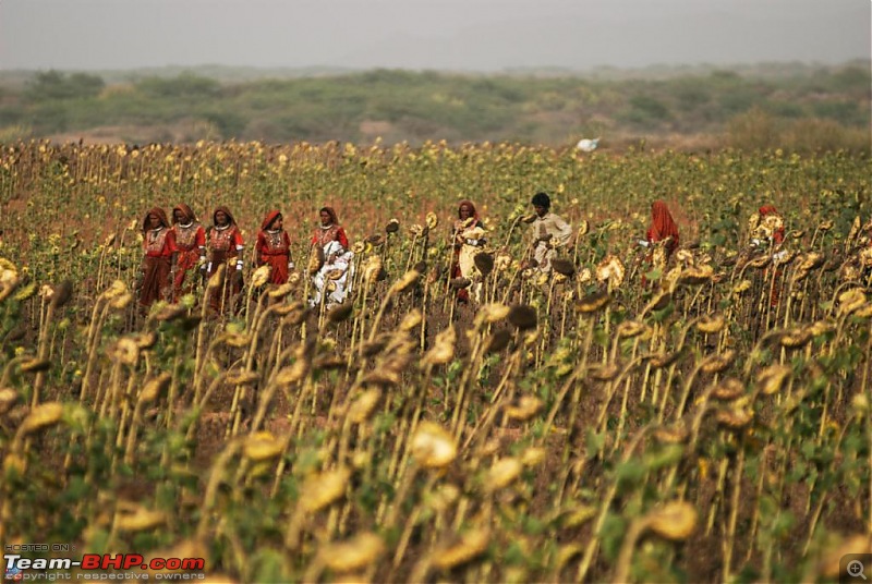 Coastal Gujarat and the Great Rann of Kutch-dsc_1923.jpg