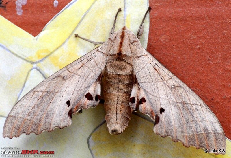 Swifted : Nelliyampathy via Valparai-20100404_0783.jpg