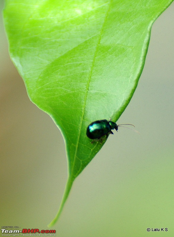 Swifted : Nelliyampathy via Valparai-20100404_0798.jpg