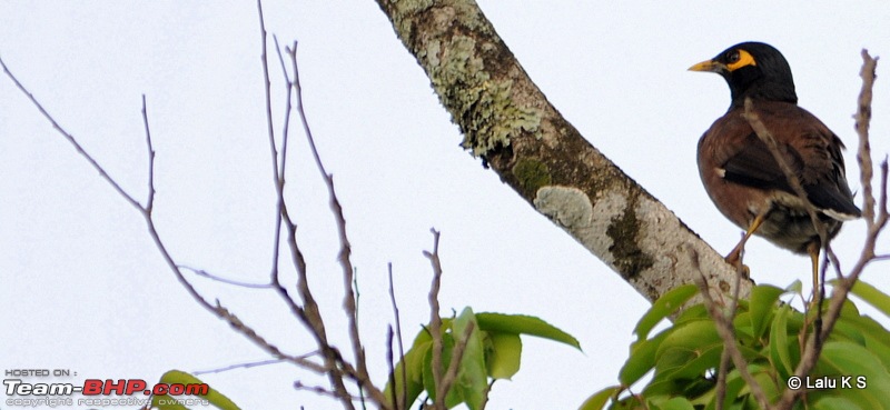 Swifted : Nelliyampathy via Valparai-20100404_0821.jpg