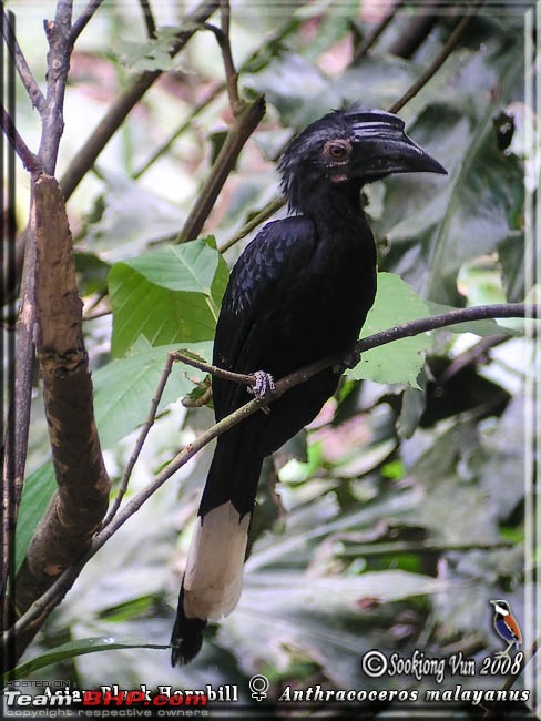 Swifted : Nelliyampathy via Valparai-asian_black_hornbill_anthracoceros_malayanus_female.jpg