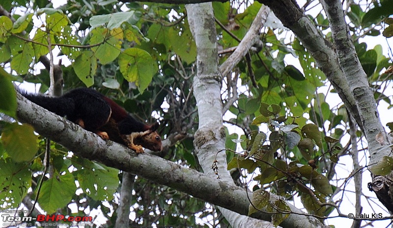 Swifted : Nelliyampathy via Valparai-20100404_0837.jpg