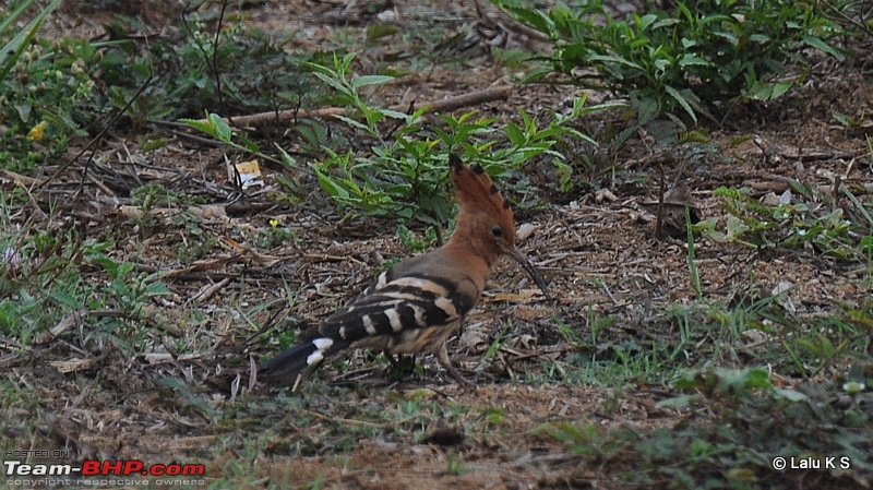 Swifted : Nelliyampathy via Valparai-20100404_0858.jpg