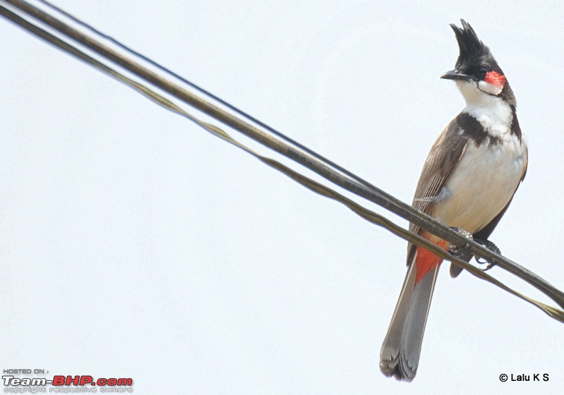 Swifted : Nelliyampathy via Valparai-20100404_0914.jpg