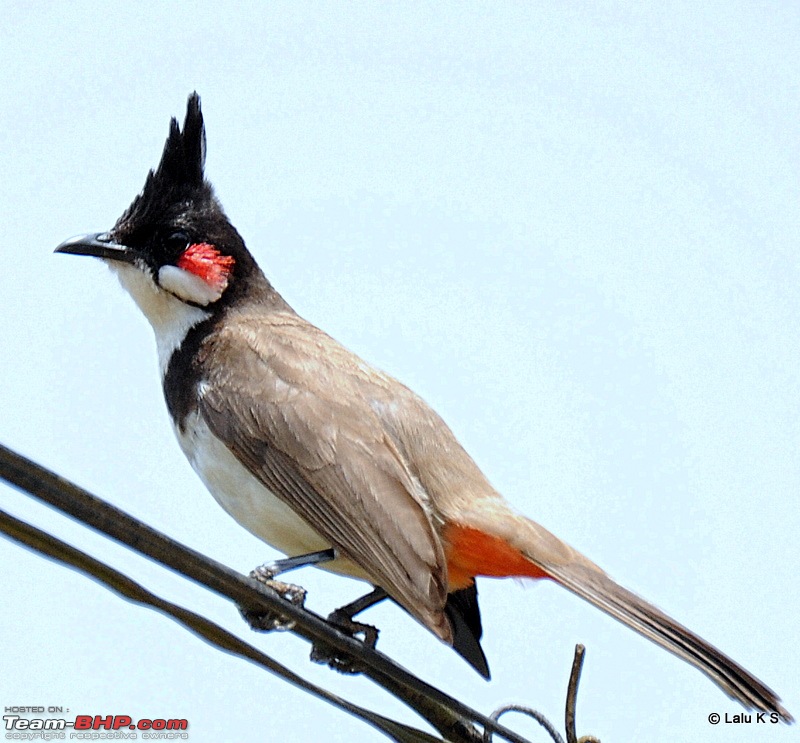 Swifted : Nelliyampathy via Valparai-20100404_0924.jpg