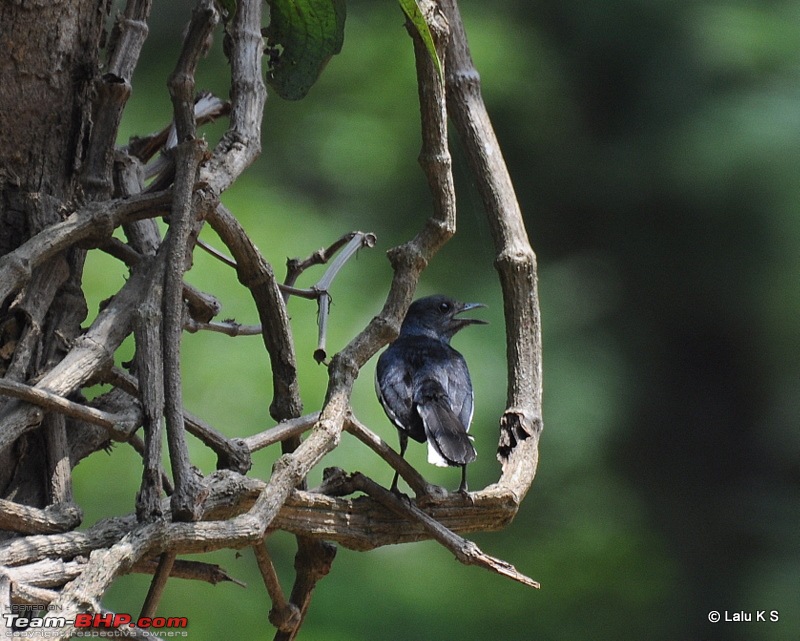 Swifted : Nelliyampathy via Valparai-20100404_1129.jpg