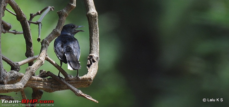 Swifted : Nelliyampathy via Valparai-20100404_1130.jpg