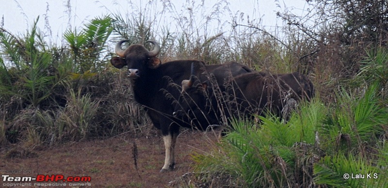 Swifted : Nelliyampathy via Valparai-20100404_1143.jpg