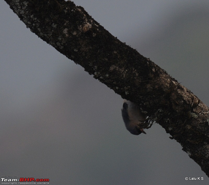 Swifted : Nelliyampathy via Valparai-20100404_1150.jpg