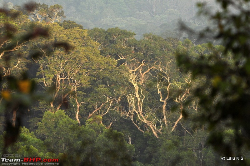 Swifted : Nelliyampathy via Valparai-20100405_1213.jpg