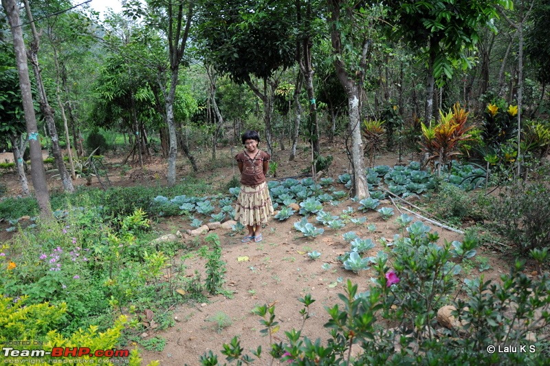 Swifted : Nelliyampathy via Valparai-20100405_1283.jpg