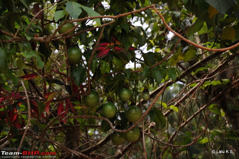 Swifted : Nelliyampathy via Valparai-20100405_1324.jpg