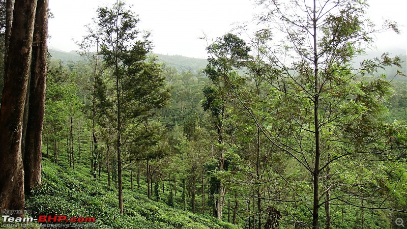 Photoblog of destinations in & around Trivandrum, Kerala-tea-garden.jpg