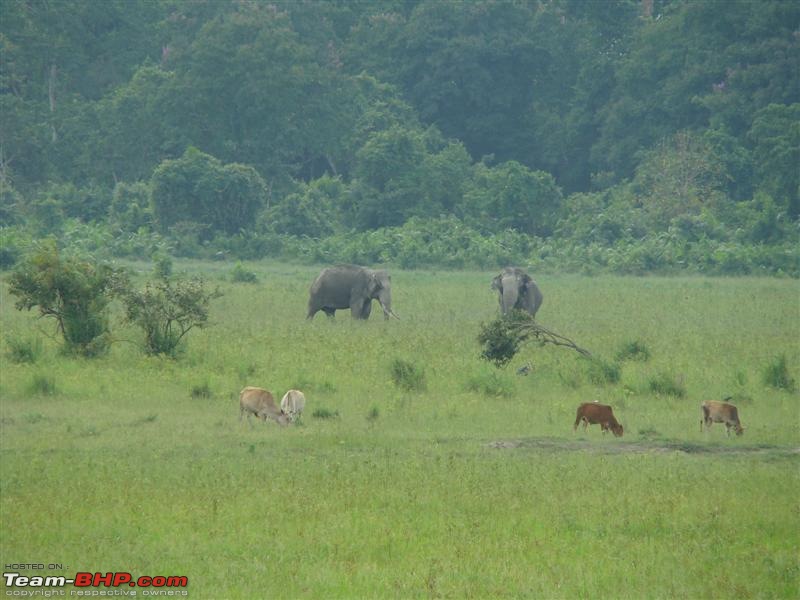 Meghalaya, Assam, Nagaland and Arunachal: A Road Trip-dsc03901.jpg