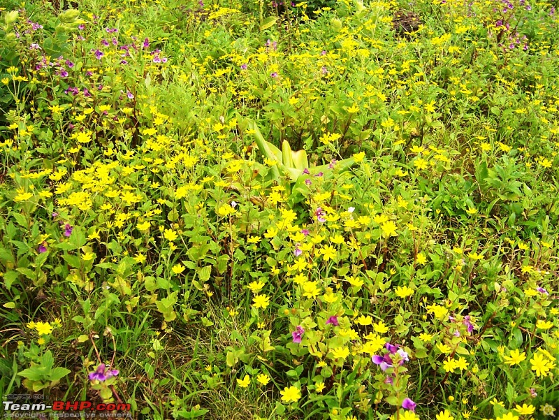 Magnificent Maharashtra - The Mahalog!-yellow.jpg