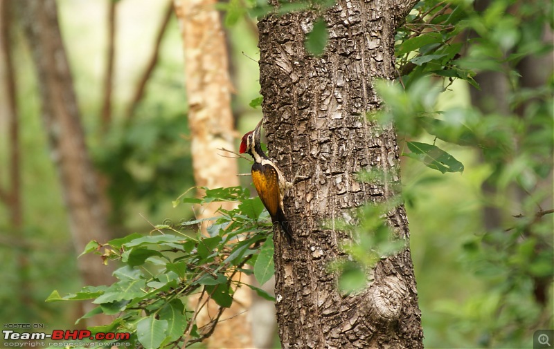 Wildlife beckons-flamebackwoodpecker.jpg