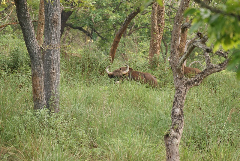 Wildlife beckons-dsc07505.jpg