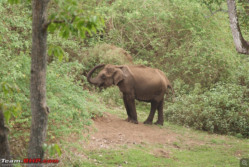 Wildlife beckons-dsc07894.jpg