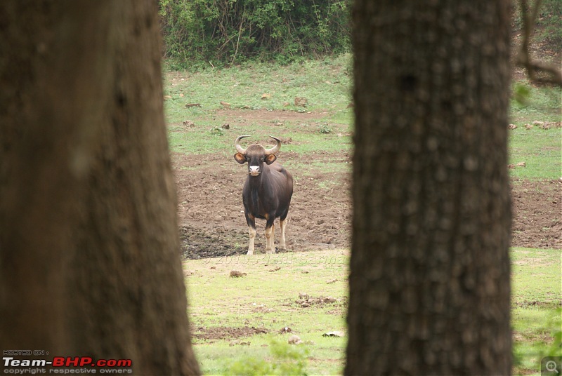 Wildlife beckons-dsc07958.jpg