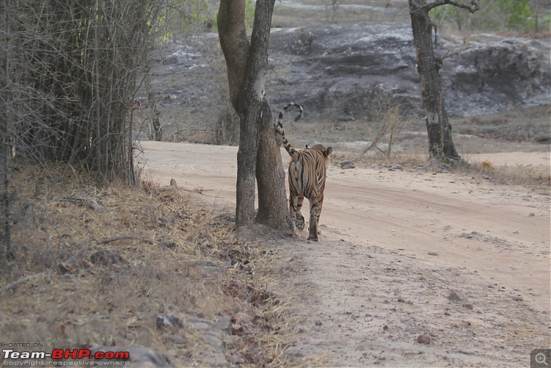 A Week-long Wildlife Adventure - Kanha & Bandhavgarh-img_0228_compressed.jpg