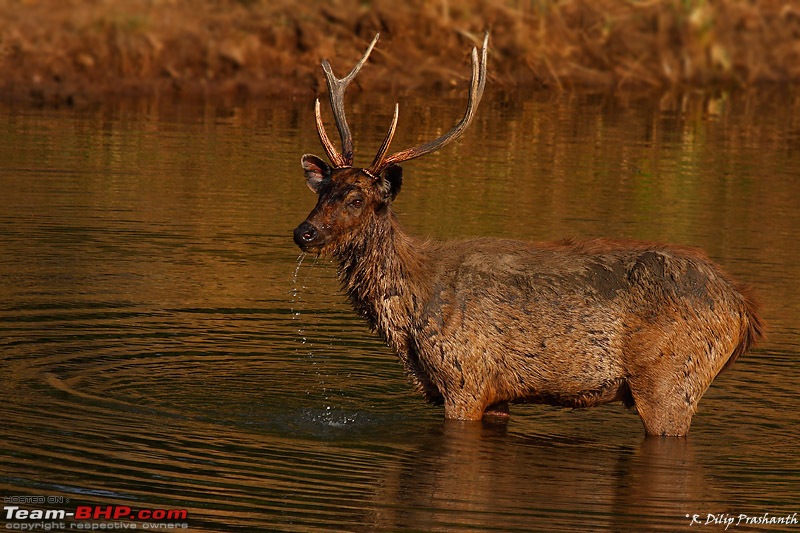 A Wilderness Photologue: Kanha and Bandhavgarh-sambhar-dppcs4.jpg