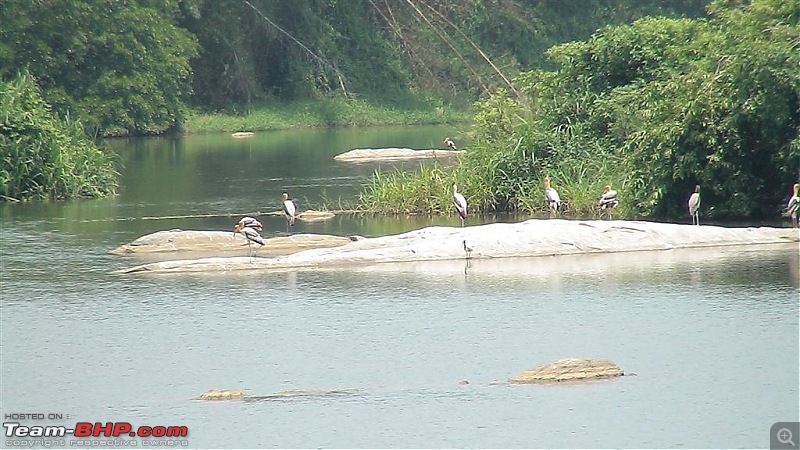 A day at Ranganathittu Bird Sanctuary and Balmuri / Yedamuri Falls-dsc01073-large.jpg