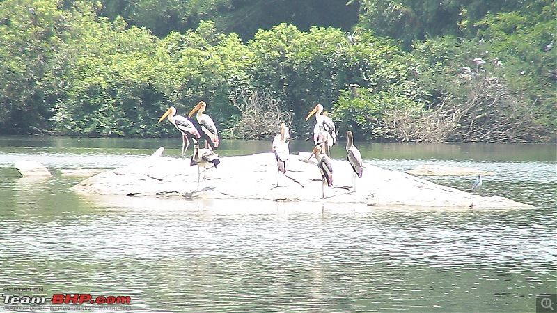 A day at Ranganathittu Bird Sanctuary and Balmuri / Yedamuri Falls-dsc01087.jpg