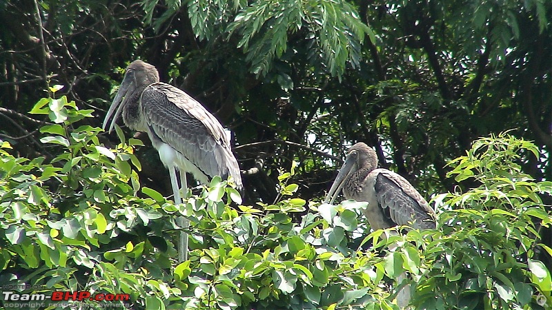 A day at Ranganathittu Bird Sanctuary and Balmuri / Yedamuri Falls-dsc01182.jpg