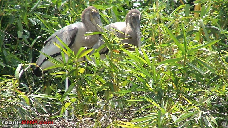 A day at Ranganathittu Bird Sanctuary and Balmuri / Yedamuri Falls-dsc01183-large.jpg