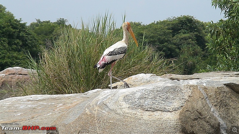 A day at Ranganathittu Bird Sanctuary and Balmuri / Yedamuri Falls-dsc01199.jpg