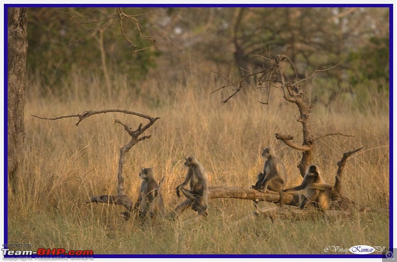 Life in Jungles - A Weekend at Kabini-kanha-day-3_1399.jpg