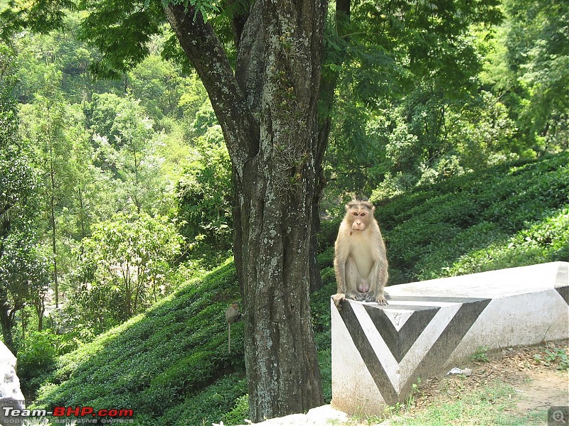 Munnar - Quick write up and a few pics-img_0672.jpg