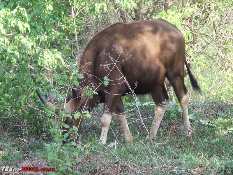 White Lightning strikes Valparai-18.jpg