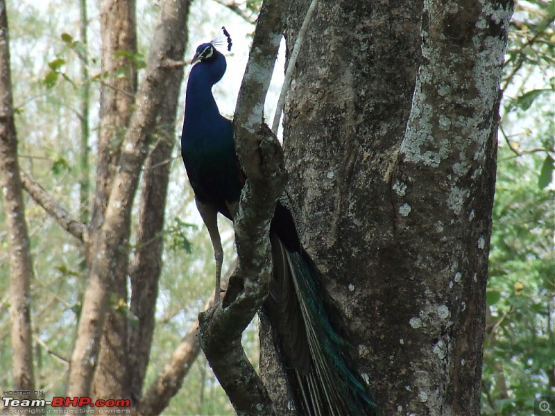 White Lightning strikes Valparai-19.jpg