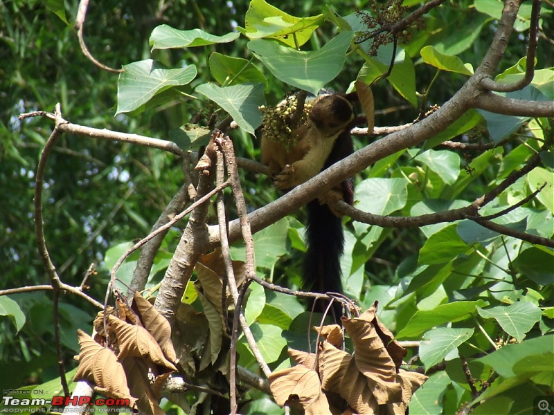 White Lightning strikes Valparai-22.jpg