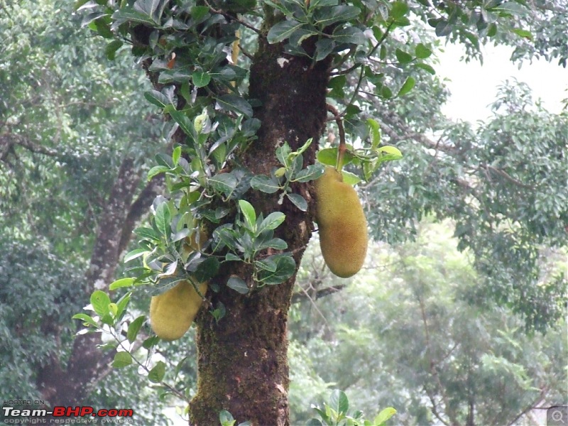 White Lightning strikes Valparai-41.jpg