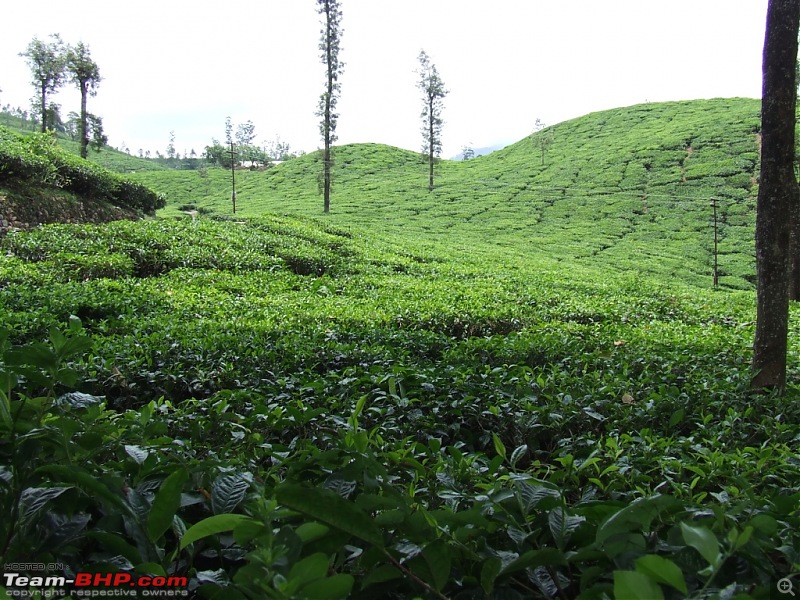 White Lightning strikes Valparai-56.jpg